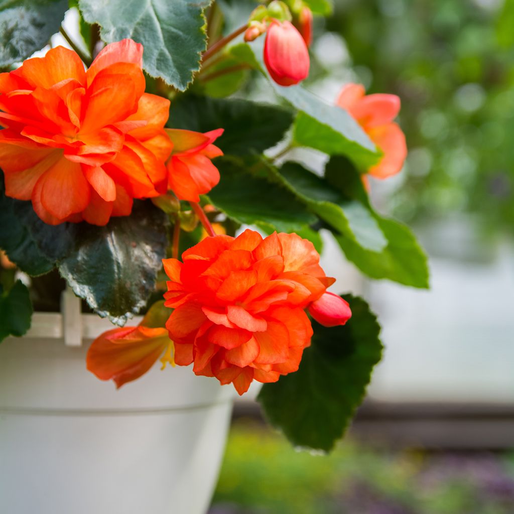 Begonia tuberhybrida Cascade Oranje - Knolbegonia