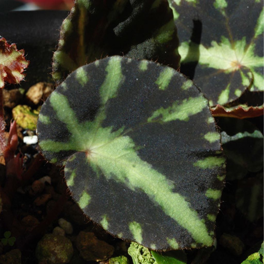 Begonia cleopatrae - Bladbegonia