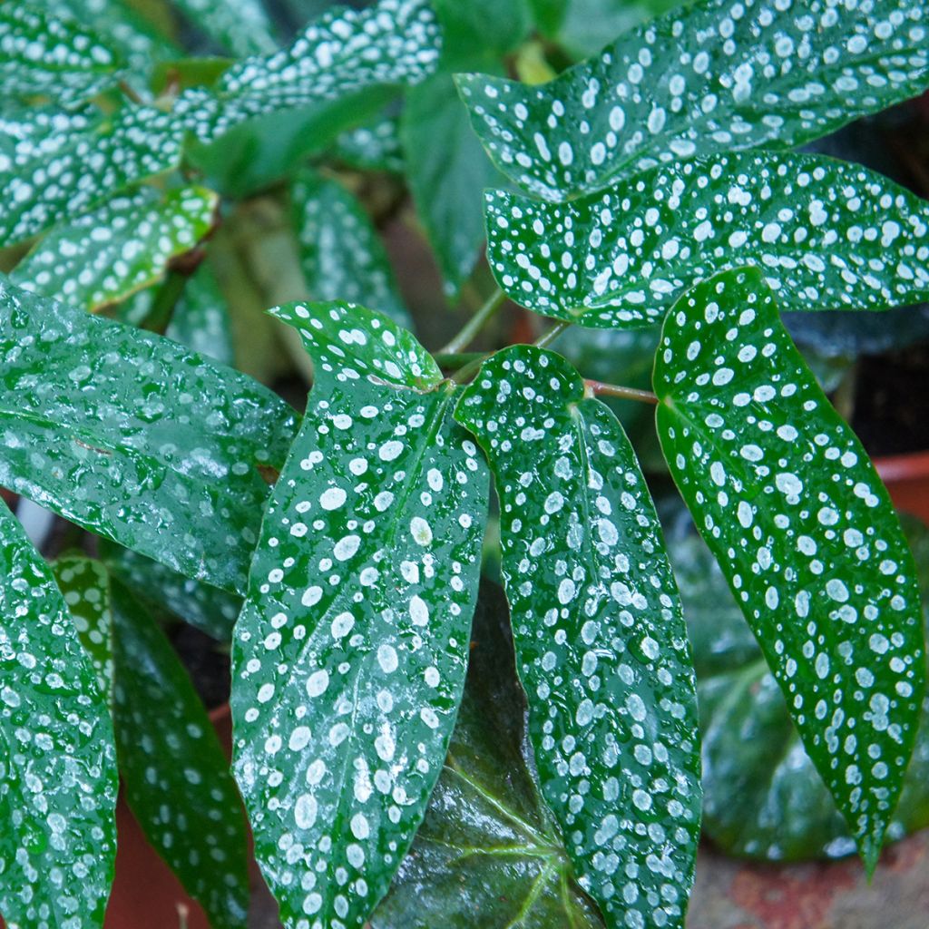 Begonia Wings Albopicta - Stengelbegonia