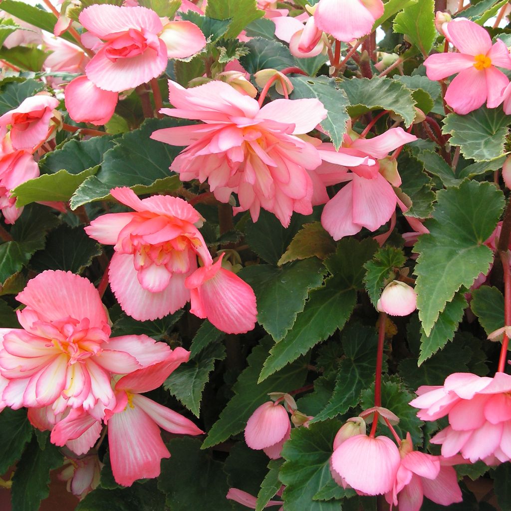 Begonia tuberhybrida pendula Chanson Roze and Wit Bicolor (zaad) - Knolhangbegonia
