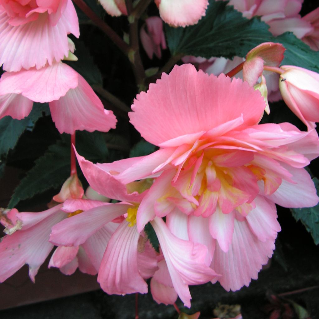 Begonia tuberhybrida pendula Chanson Roze and Wit Bicolor (zaad) - Knolhangbegonia