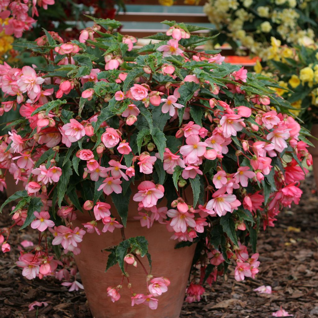 Begonia tuberhybrida pendula Chanson Roze and Wit Bicolor (zaad) - Knolhangbegonia