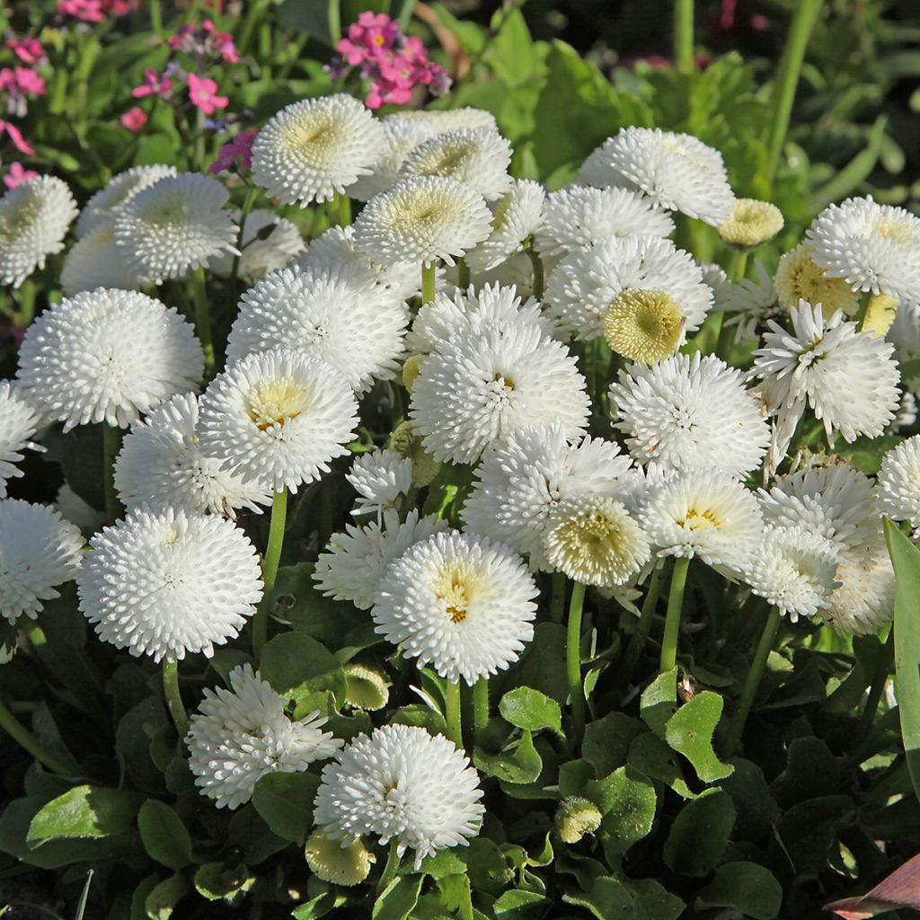 Madeliefje Bellastar Compact White - Bellis perennis