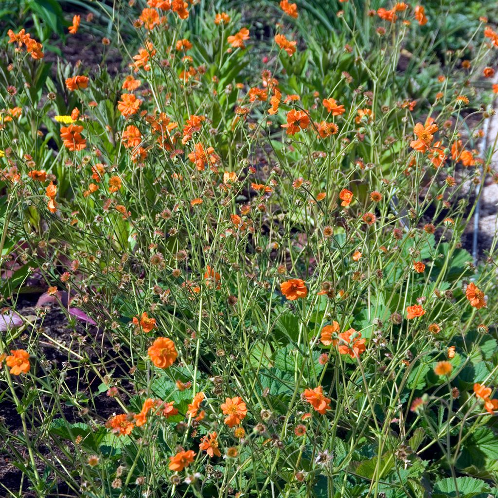 Geum Dolly North - Nagelkruid