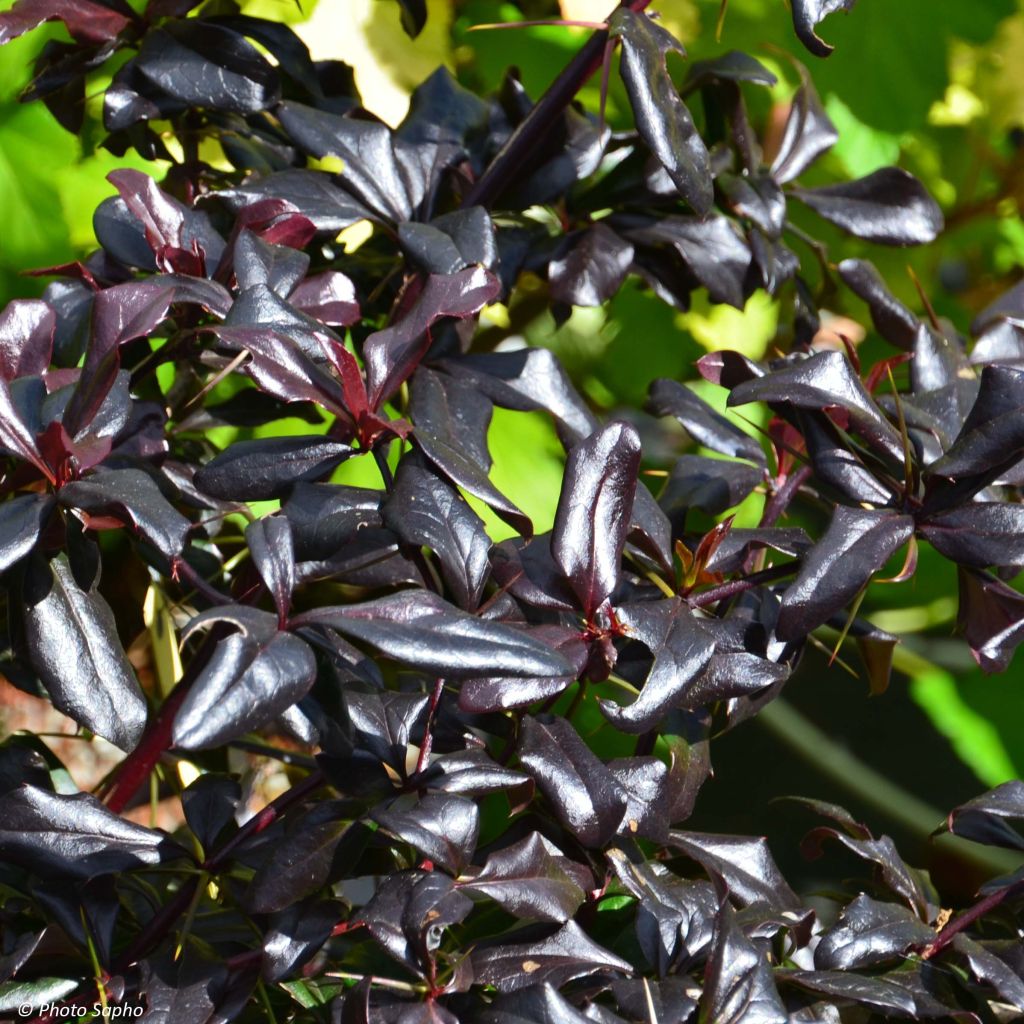 Berberis Thunderbolt® - Epine-vinette