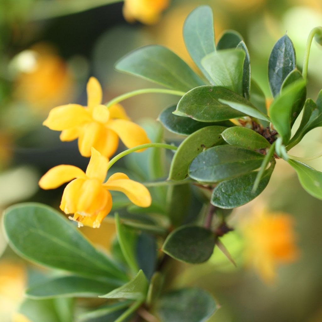 Berberis buxifolia Nana - Zuurbes