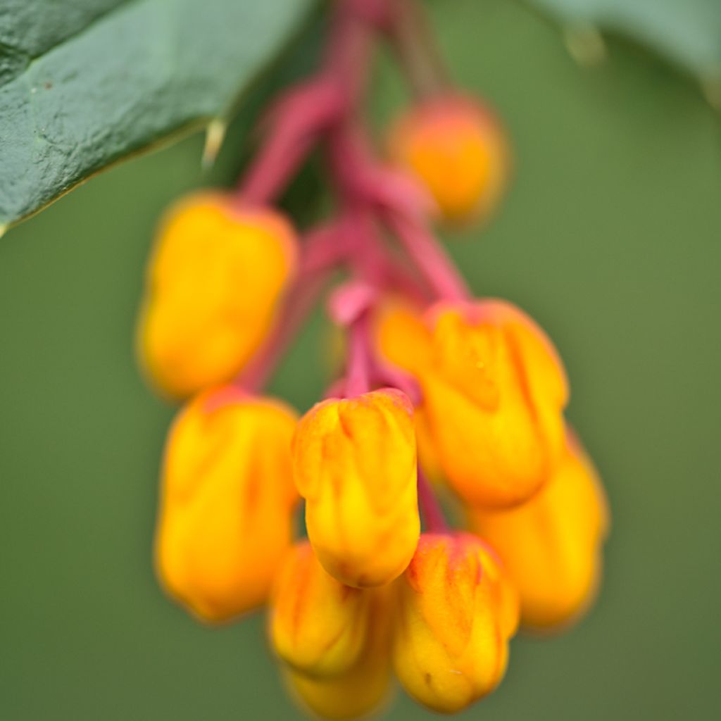 Berberis darwinii Compacta - Darwinszuurbes