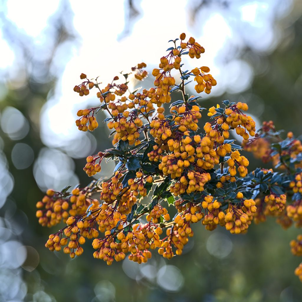 Berberis darwinii Compacta - Darwinszuurbes