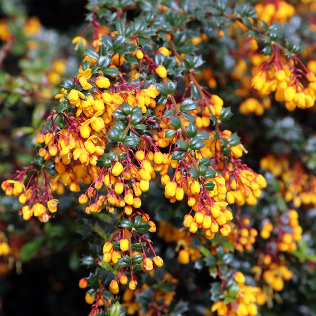 Berberis darwinii - Darwinszuurbes