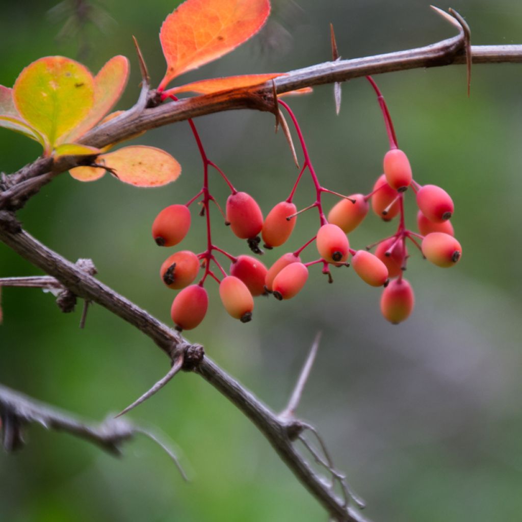 Berberis koreana - Koreaanse berberis
