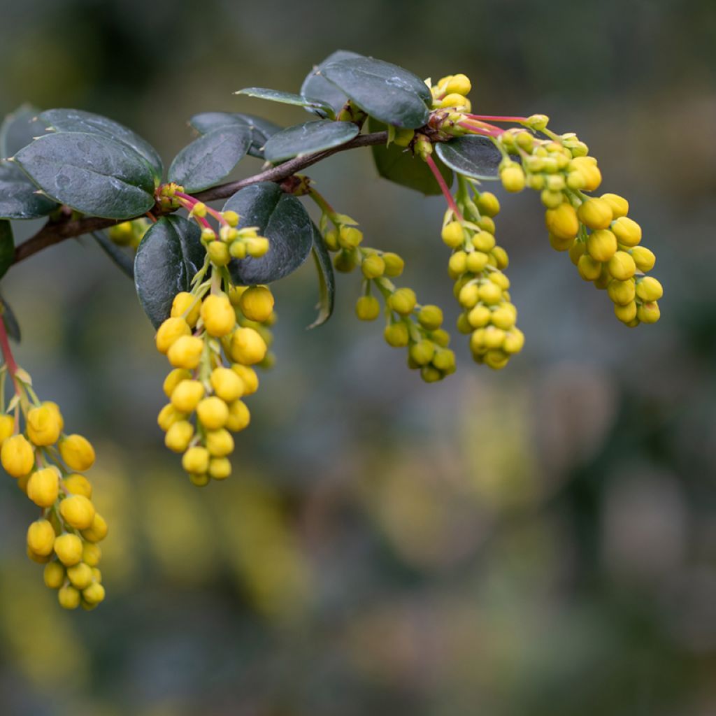 Berberis linearifolia Orange King - Zuurbes