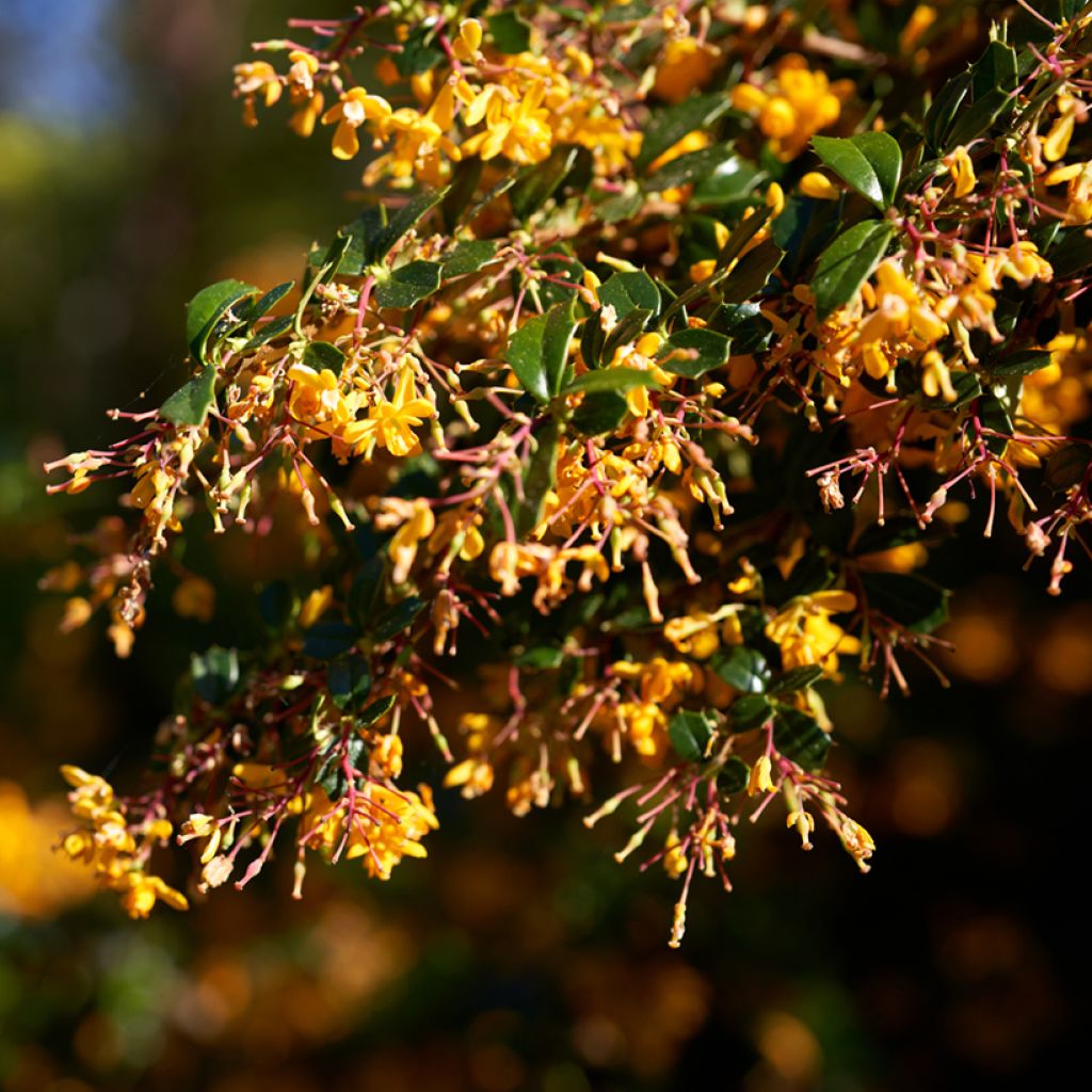 Berberis lologensis Apricot Queen - Zuurbes