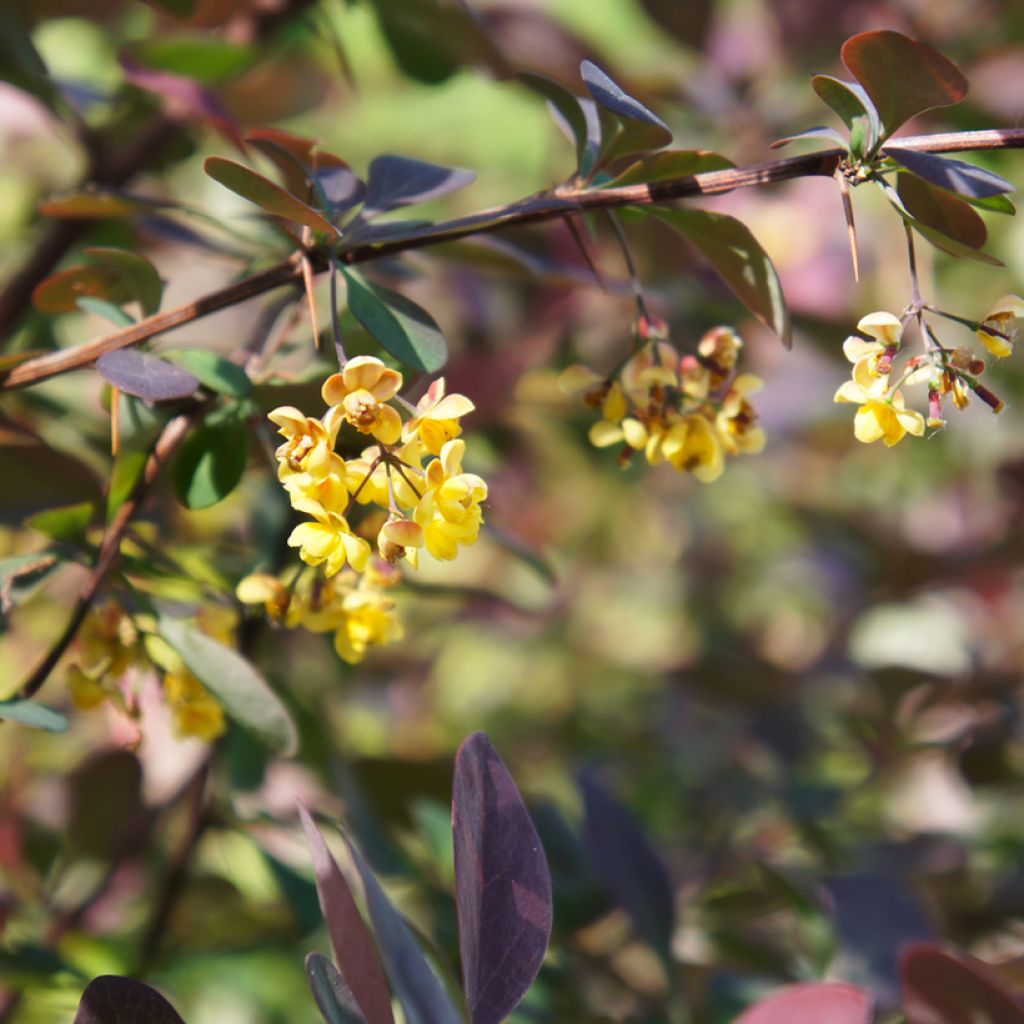 Berberis ottawensis Auricoma - Zuurbes Auricoma