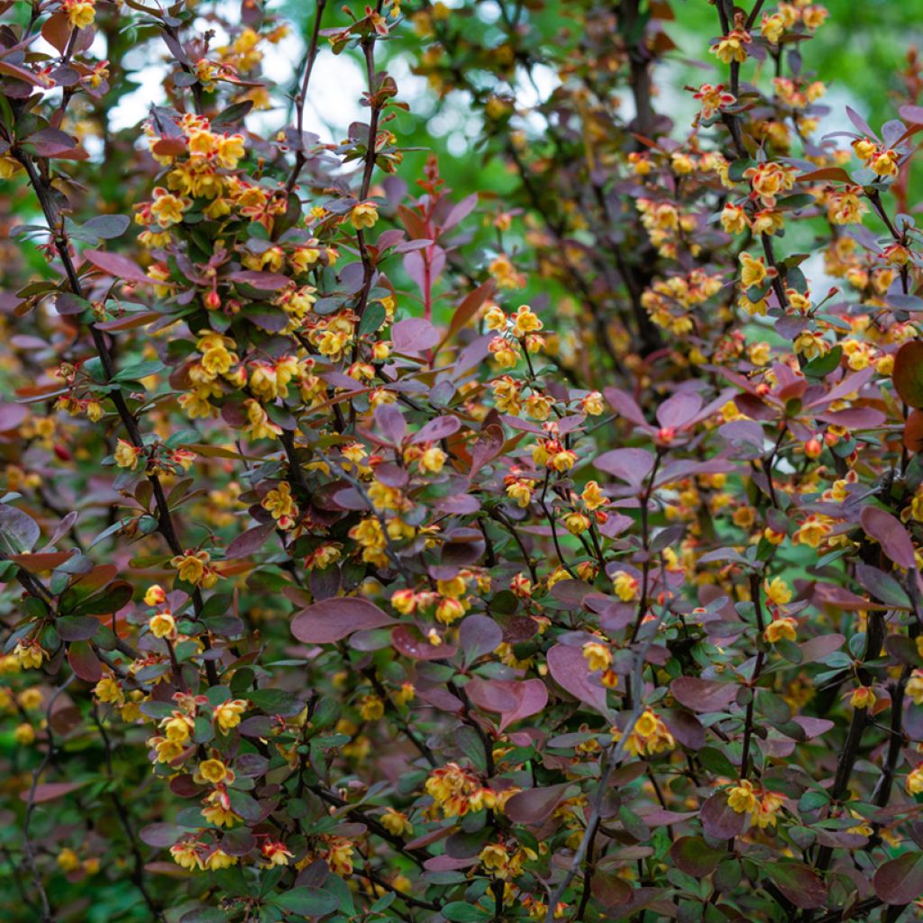 Berberis ottawensis Auricoma - Zuurbes Auricoma