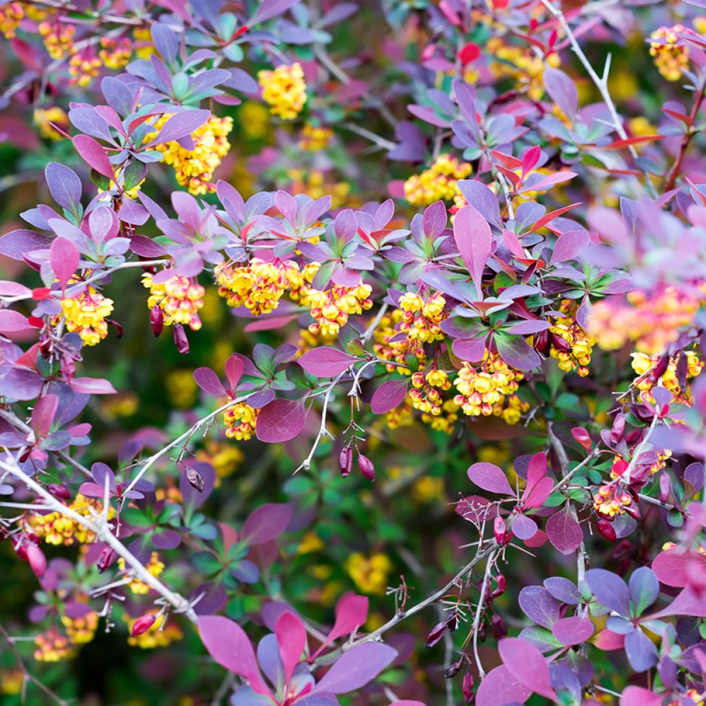 Berberis ottawensis Superba - Zuurbes