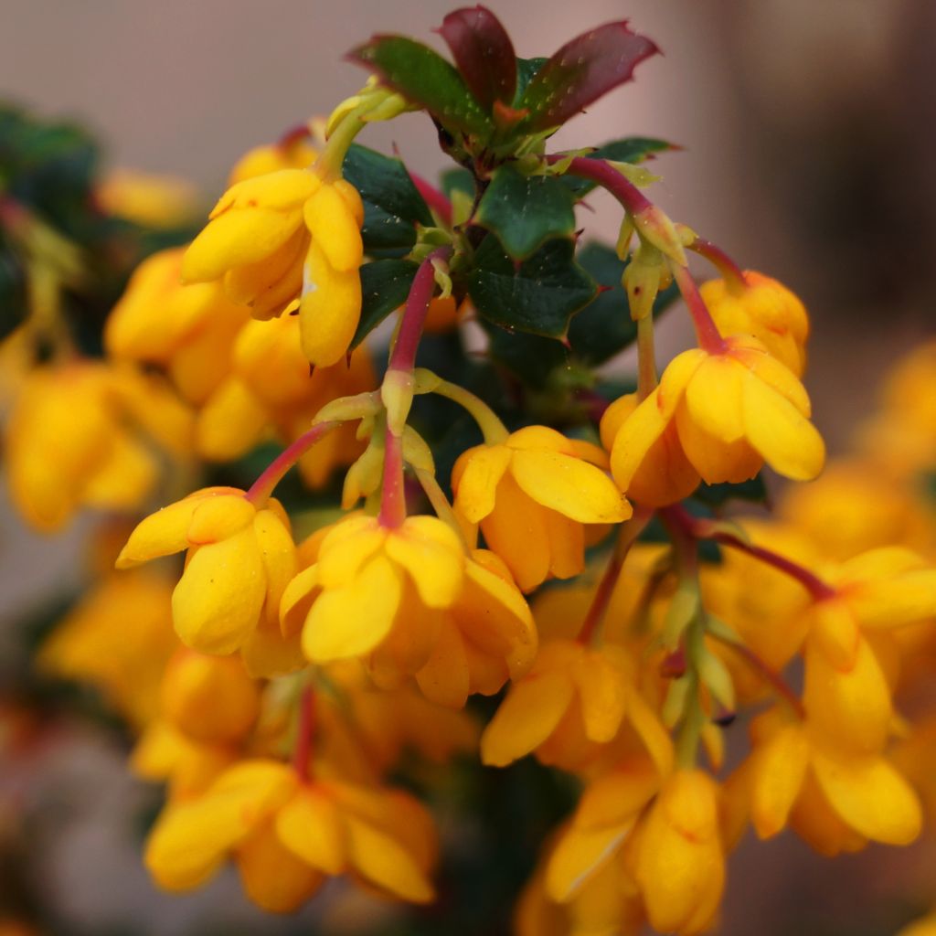 Berberis stenophylla Corallina Compacta