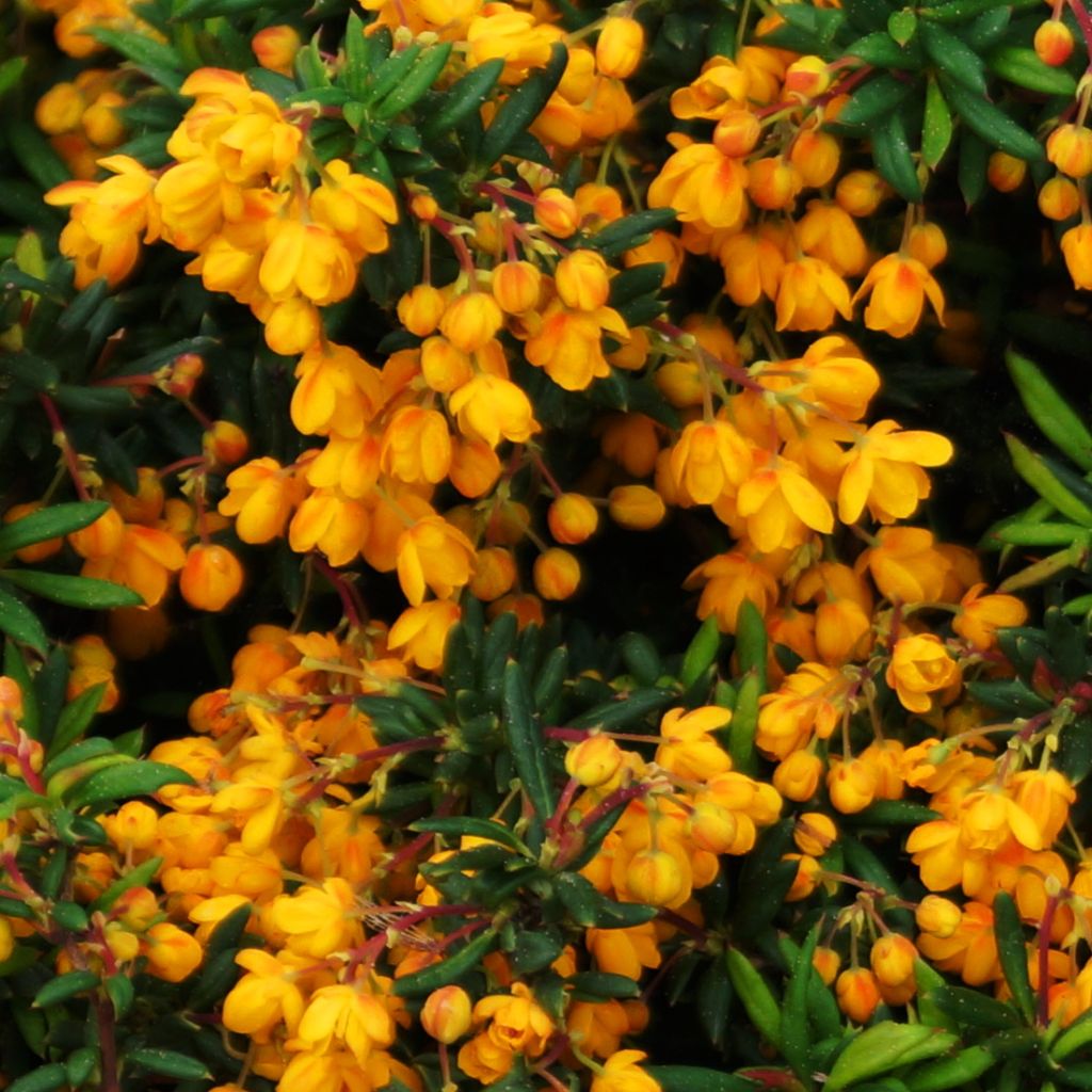 Berberis stenophylla Corallina Compacta