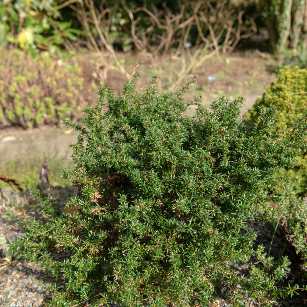 Berberis stenophylla Corallina Compacta - Zuurbes
