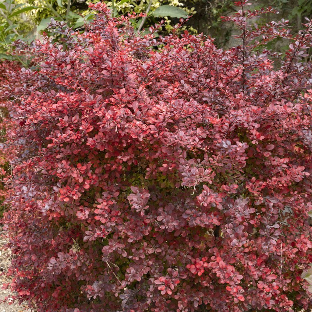 Berberis thunbergii Atropurpurea - Japanse berberis