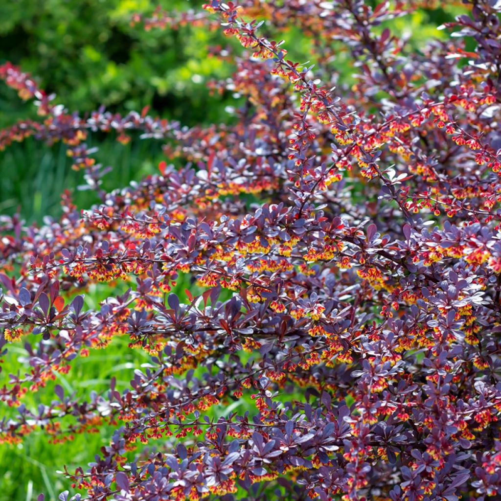 Berberis thunbergii Concorde - Japanse berberis