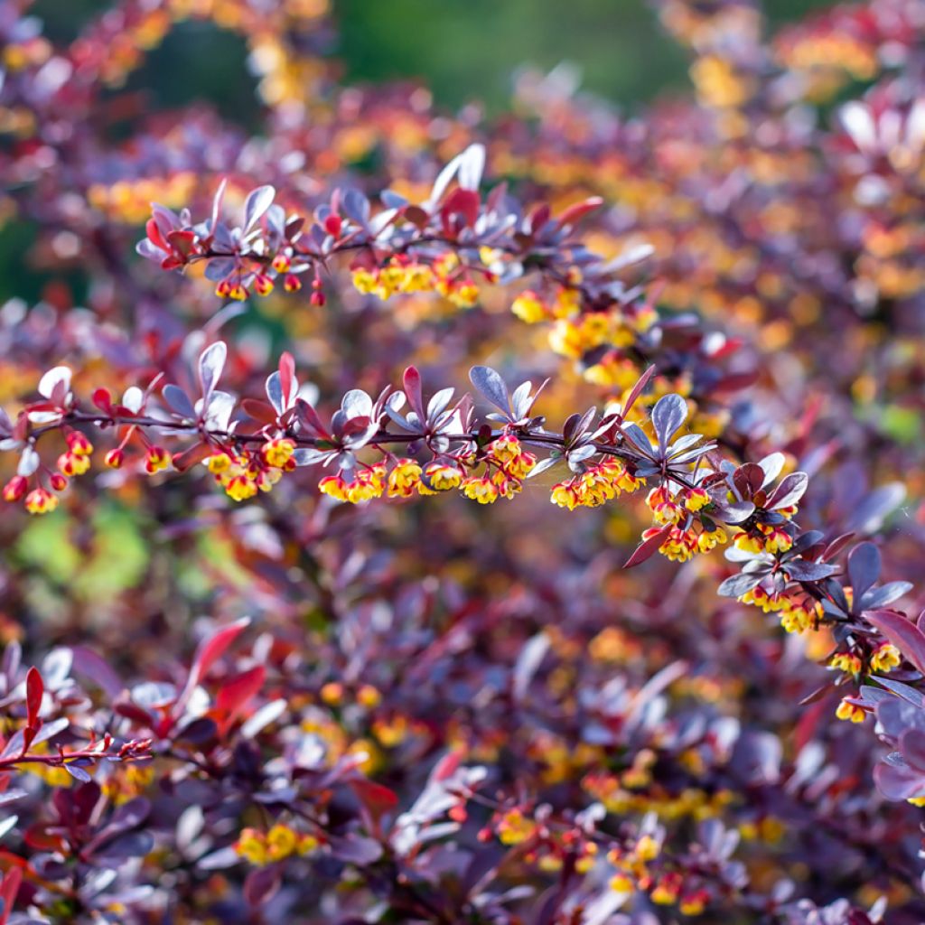 Berberis thunbergii Concorde - Japanse berberis