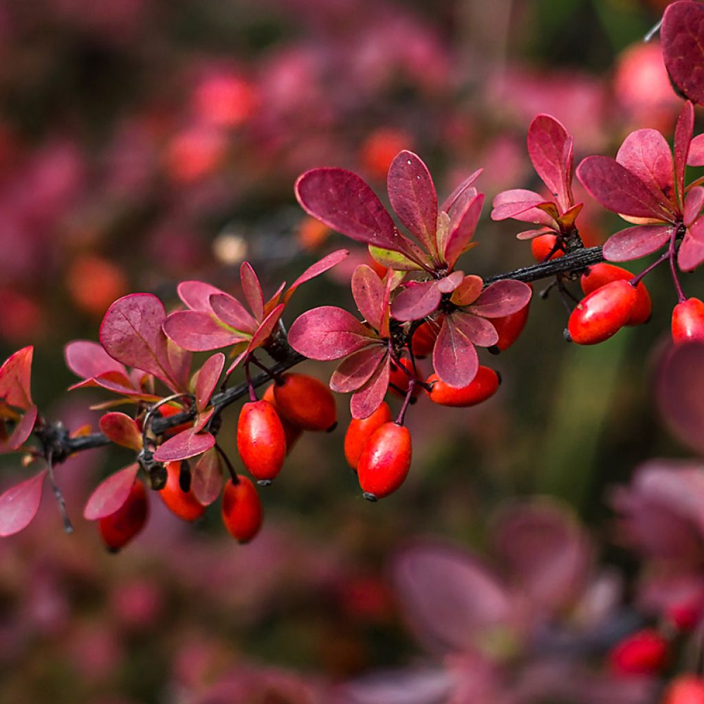 Berberis thunbergii - Japanse berberis