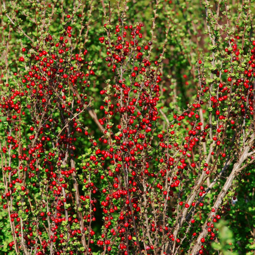Berberis thunbergii Erecta - Japanse berberis