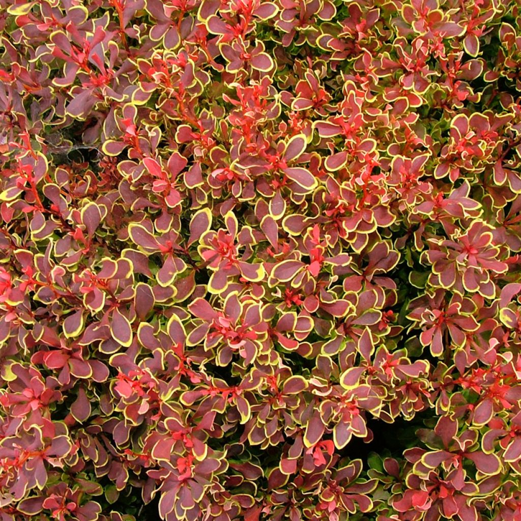 Berberis thunbergii Golden Ruby - Japanse berberis