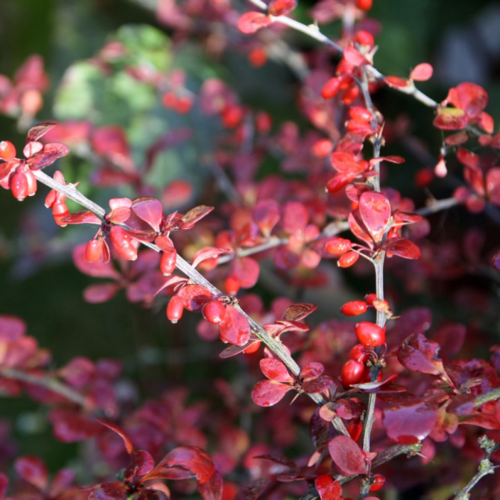 Berberis thunbergii Harlequin - Japanse berberis