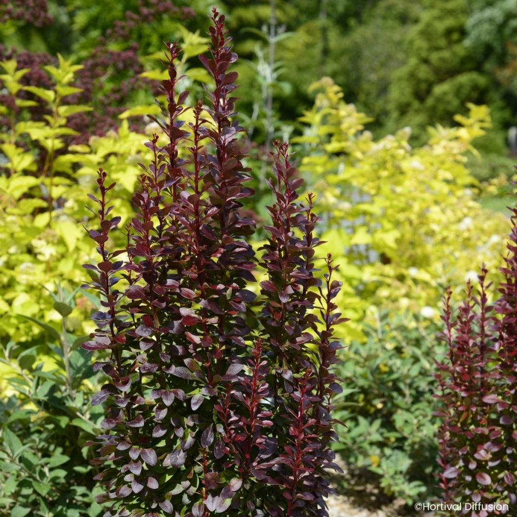 Berberis thunbergii Red Torch - Japanse berberis