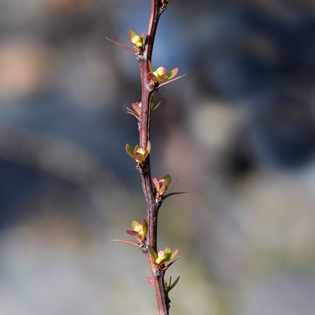 Berberis thunbergii Silver Beauty - Japanse berberis