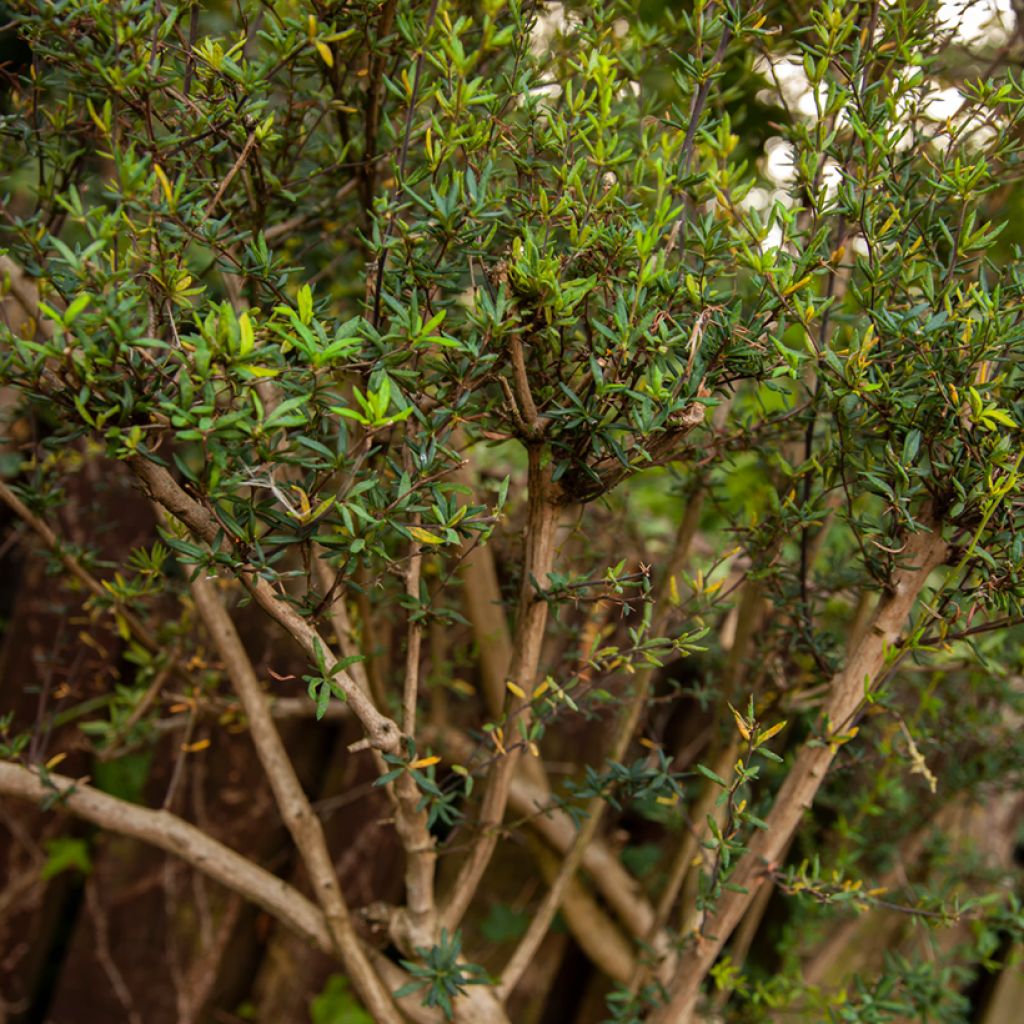 Berberis stenophylla - Zuurbes