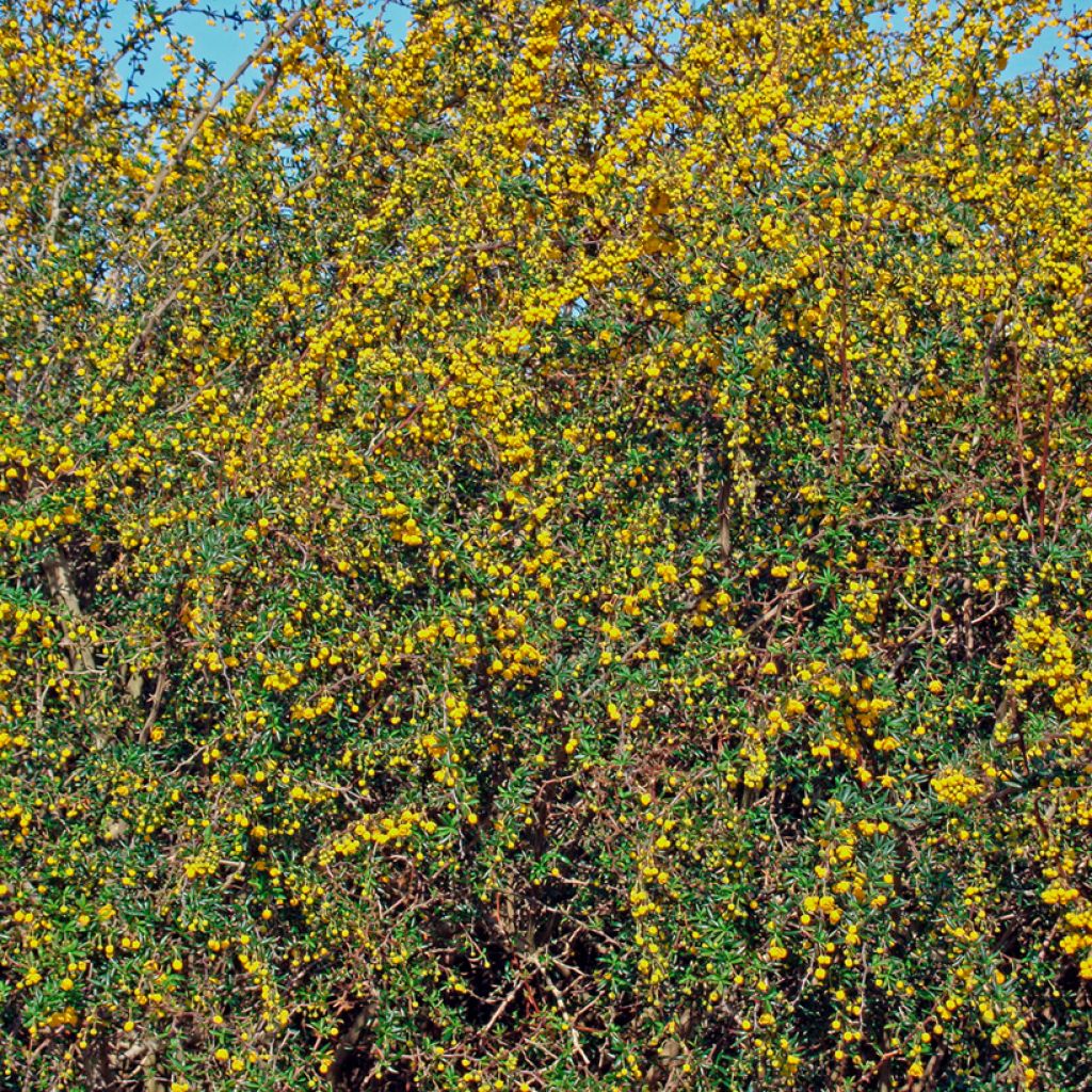 Berberis stenophylla - Zuurbes