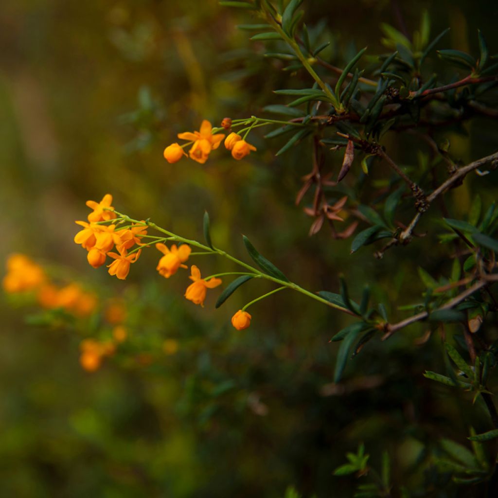 Berberis stenophylla - Zuurbes