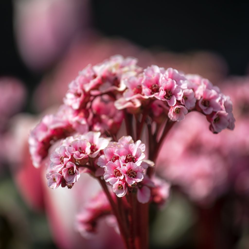 Bergenia Edens Magic Giant - Schoenlappersplant