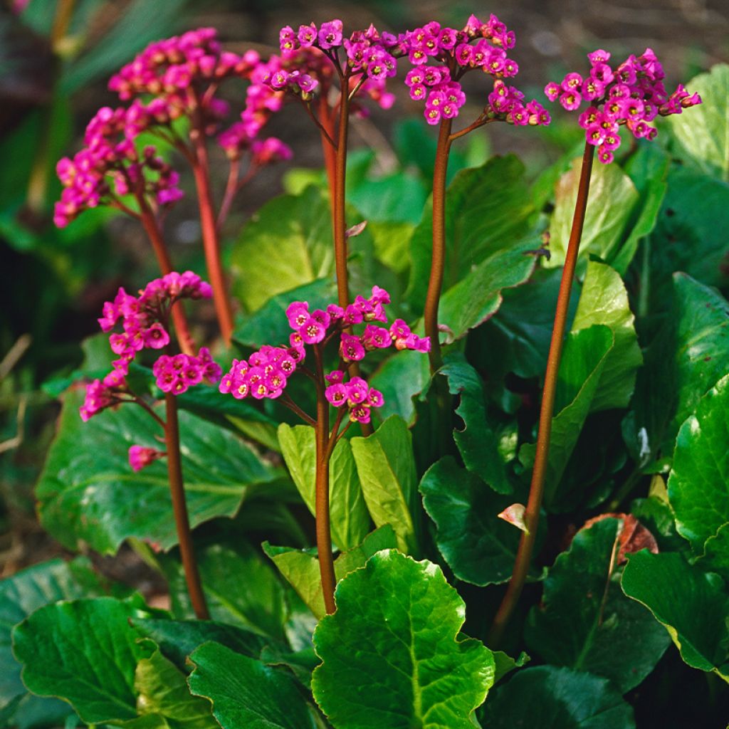 Bergenia cordifolia Morgenrote - Schoenlappersplant