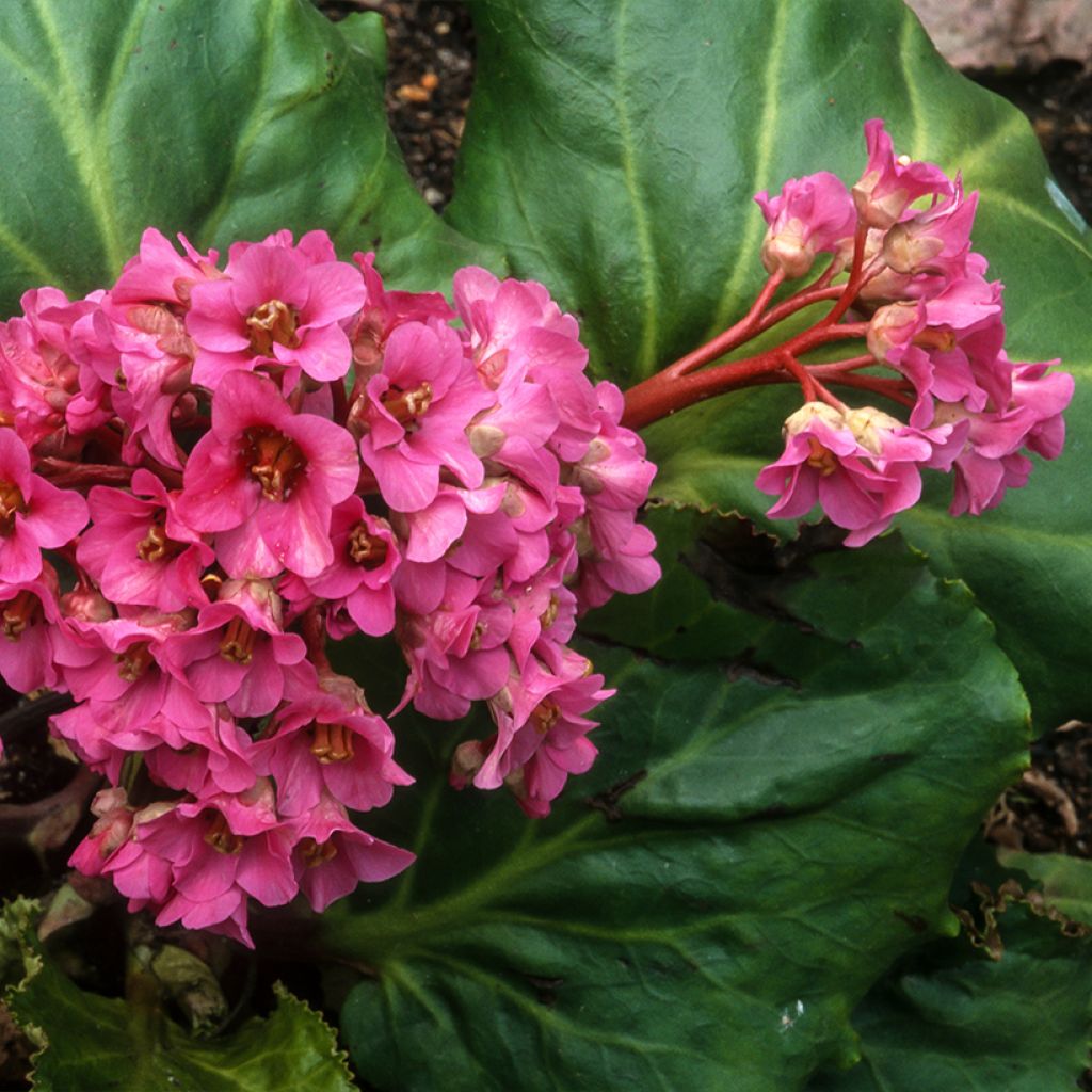 Bergenia cordifolia Morgenrote - Schoenlappersplant