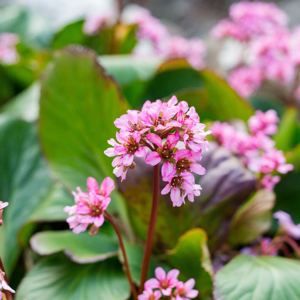 Bergenia cordifolia Rotblum - Schoenlappersplant