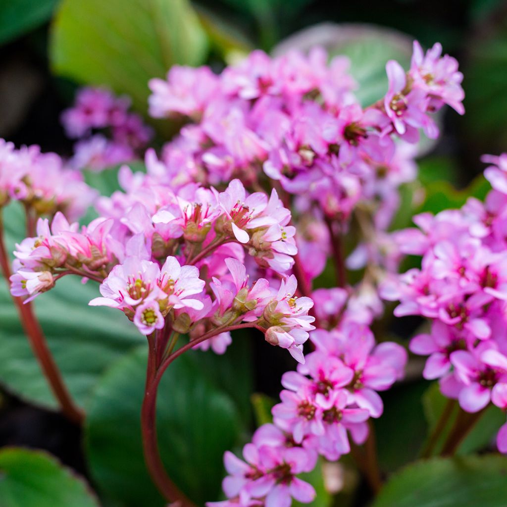 Bergenia cordifolia Rotblum - Schoenlappersplant