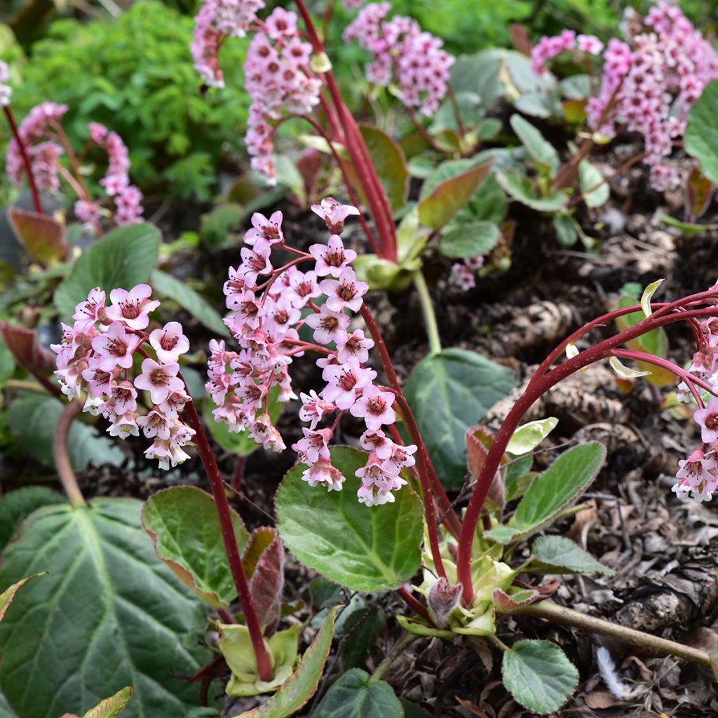 Bergenia ciliata - Schoenlappersplant