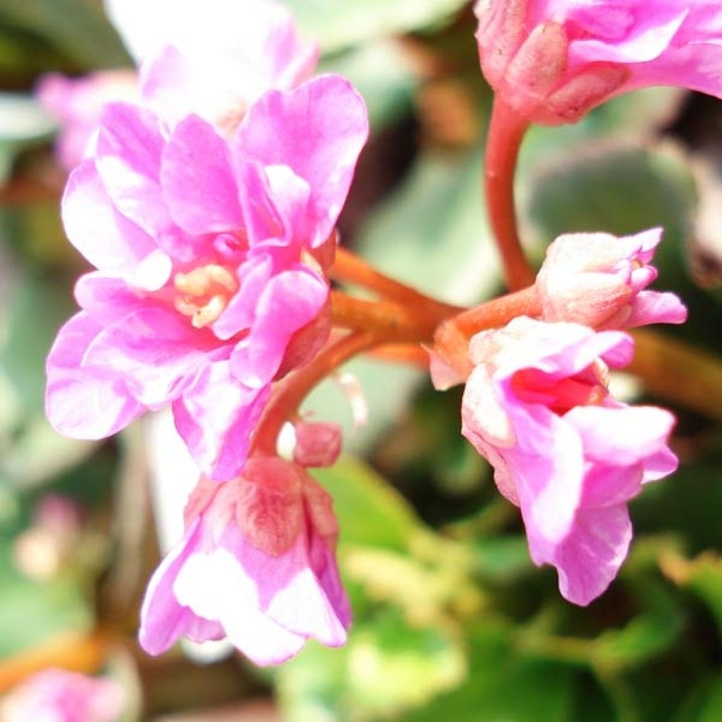 Bergenia cordifolia - Schoenlappersplant