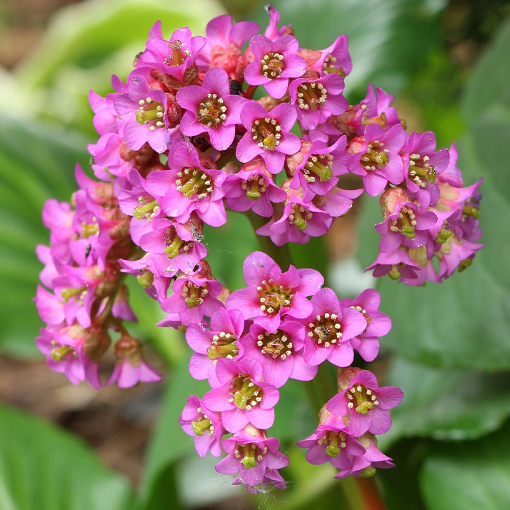 Bergenia cordifolia - Schoenlappersplant