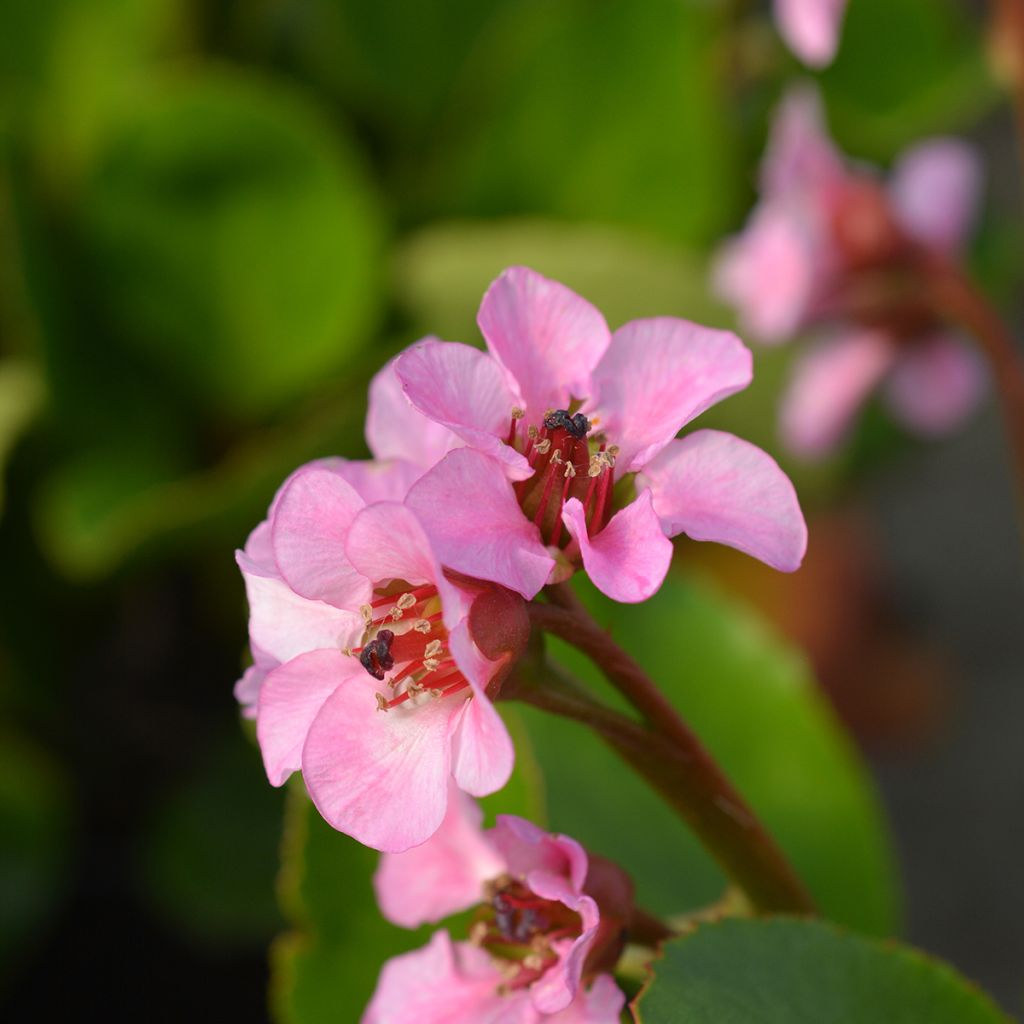 Bergenia Harzkristall - Schoenlappersplant