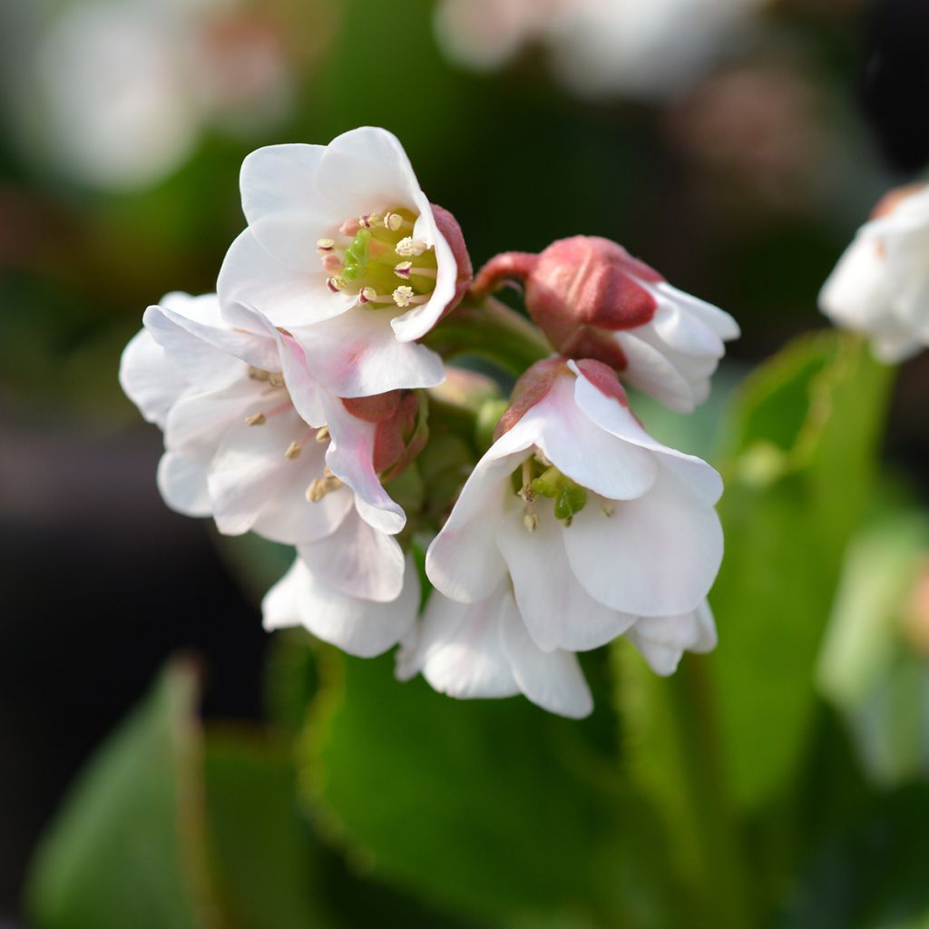 Bergenia Harzkristall - Schoenlappersplant