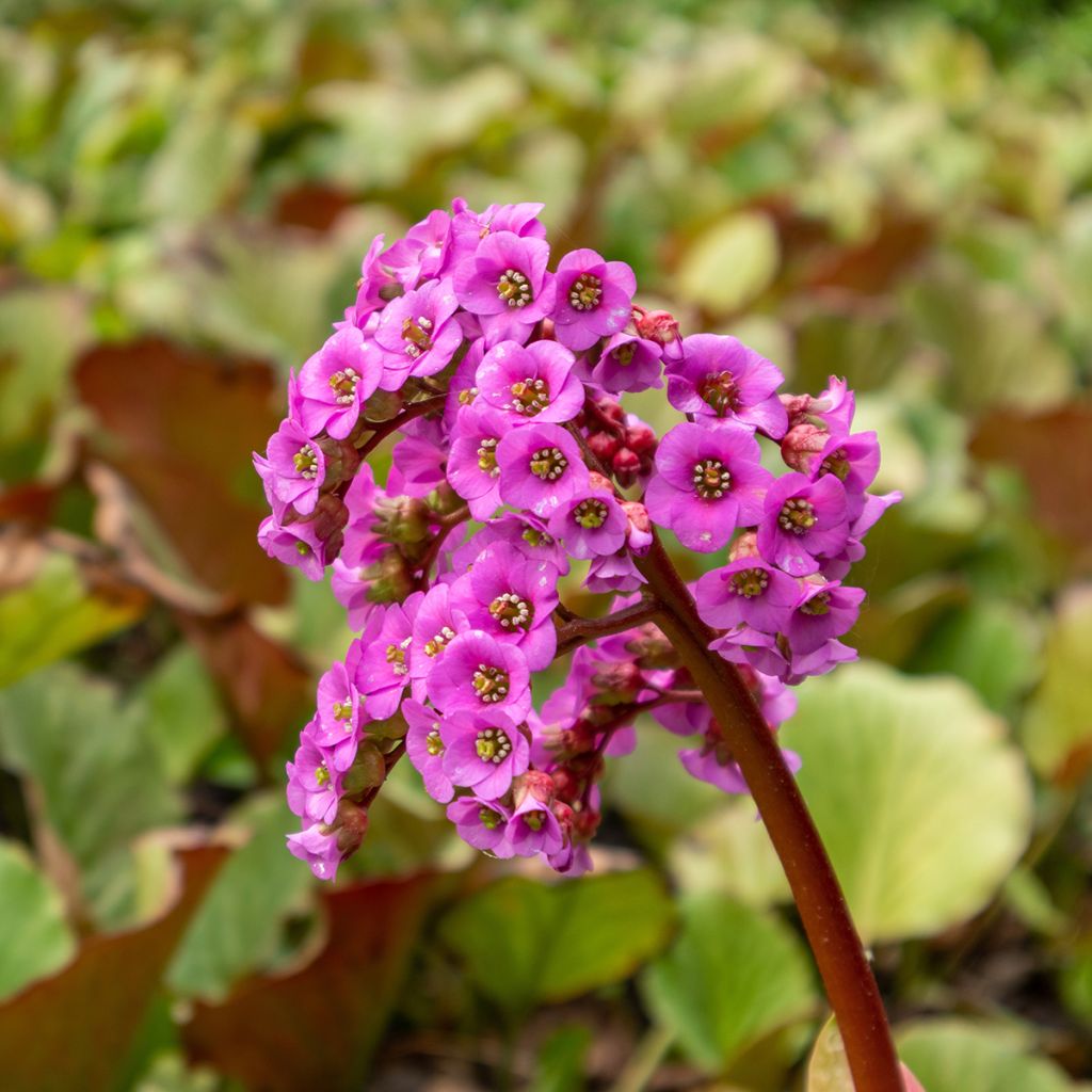 Bergenia purpurascens - Schoenlappersplant