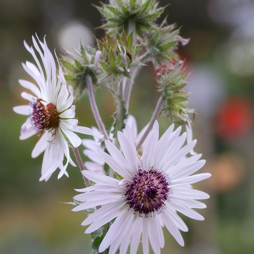 Berkheya purpurea - Afrikaanse distel