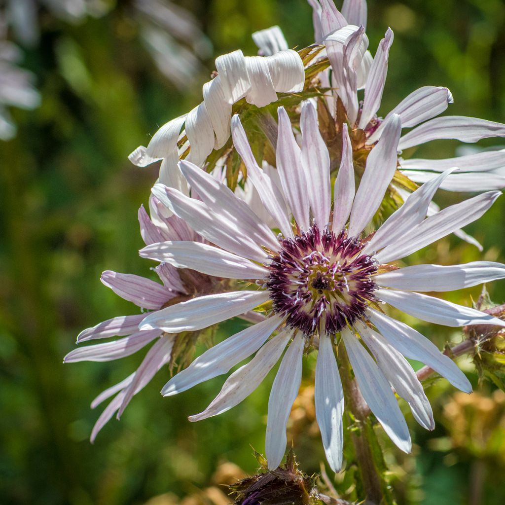 Berkheya purpurea - Afrikaanse distel