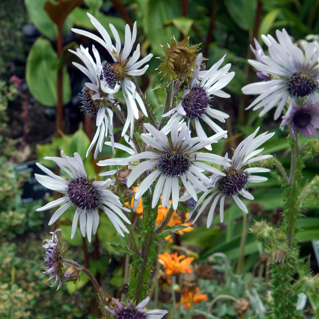 Berkheya purpurea - Afrikaanse distel