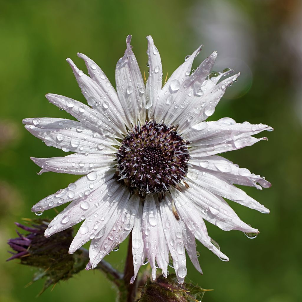 Berkheya purpurea - Afrikaanse distel