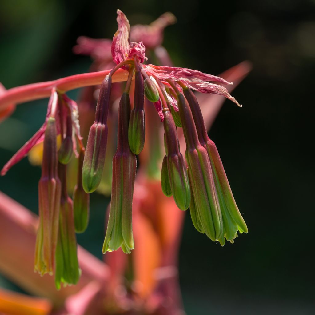 Beschorneria yuccoides - Mexicaanse lelie